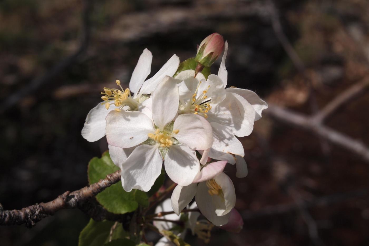 Crab Apple